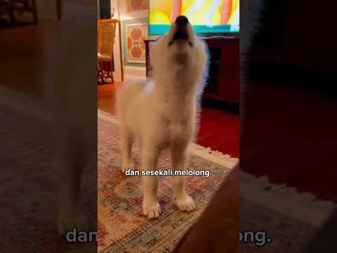 Kiranya anak anjing, ternyata seekor serigala 🐺 #shorts