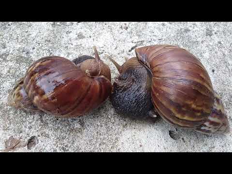 A couple of Snail