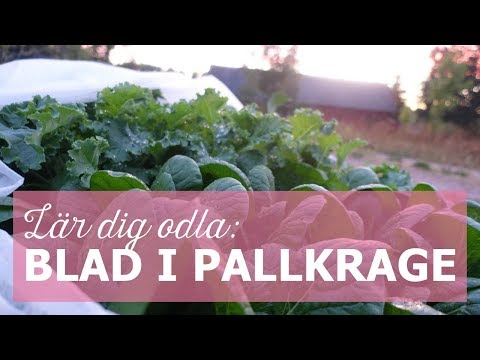 Lär dig odla: Blad i pallkrage
