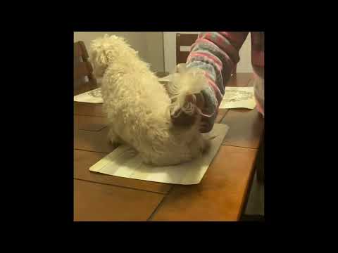 King stuck his finger in the dog’s butt 🤢🤮(prank)