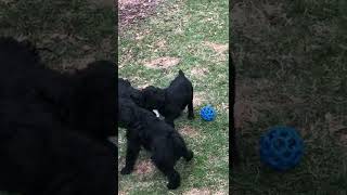 Schnoodle Puppies Videos