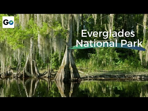 Everglades National Park - What do Alligators Contribute to the Ecosystem?