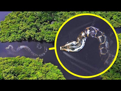 Many Mysterious Creatures Lurk in the Amazon Forests