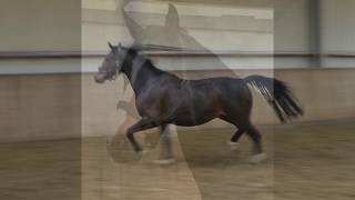 Video of Dressage Royal x Laomedon