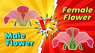 🌱 Plant Biology | Sexual Reproduction in Plants ♂︎ | Pollination Explained 🐝 | Science for Kids