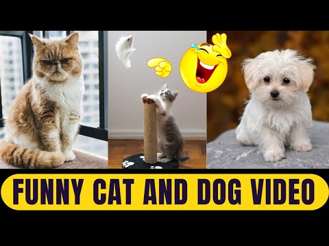 Baby and Cats Playing Together - Funny Baby and Pets Moments | CUTE CAT FUNNY MOMENTS COMPILATION