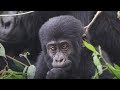 Baby Learning How to Gorilla | First Year on Earth | BBC Earth