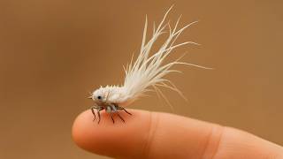 Strange Animals That Don't Even Look Natural