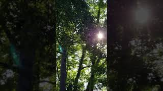 Nature Gurl noisey Hawk