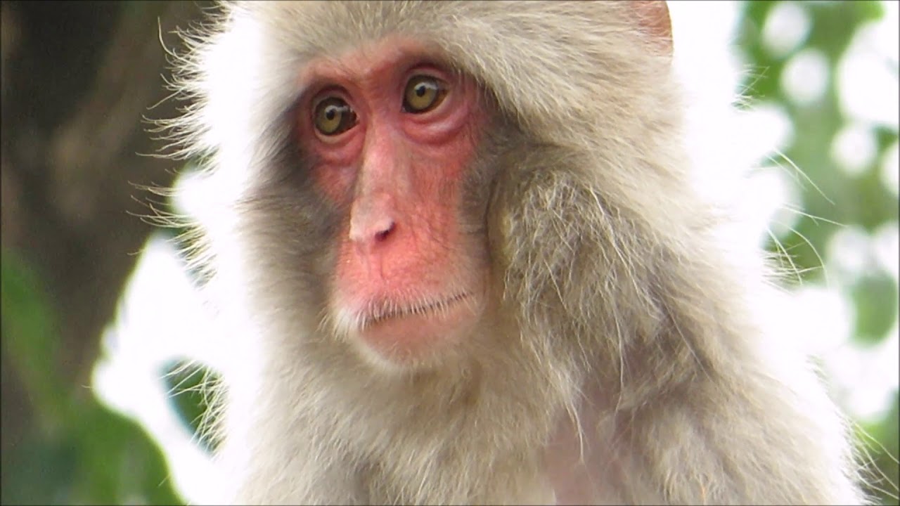 Garacco the Japanese macaque walking on the thin line / ニホンザルのガラッコ「すごいでしょ」（上野動物園）