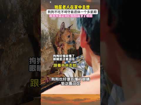 主人离世 狗狗在家不吃不喝守了一个多星期