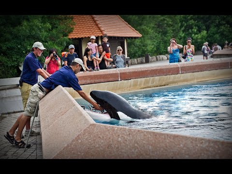 Schockierende Aufnahmen: Orca Kiska schlägt den Kopf gegen die Wand