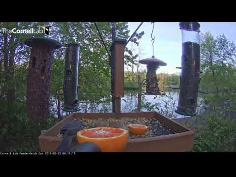 Gray Catbird Highlights Early-Morning Visitors At Cornell Feeders – May 23, 2019