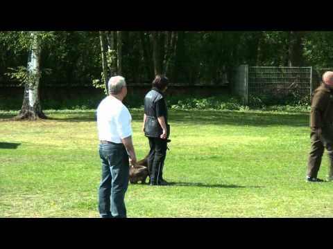 Schutzdienst IPO3 100 Punkte.avi