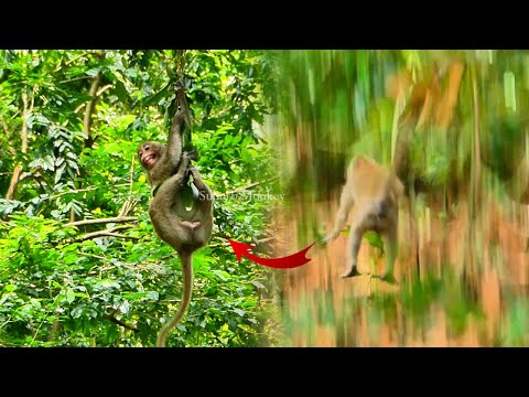 Goddhelp....! Girl Jonna f@lling down from the high tree, while esc@pes Dito's ch@sing her