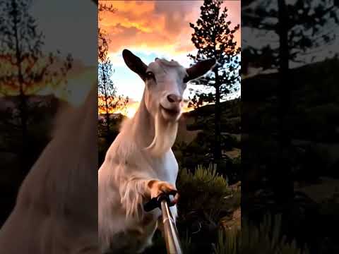 El chivo pasando por huinganco #chivoloco #goat #neuquén #chivos #huinganco #humor