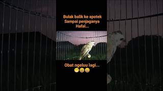 Download lagu ropelan trucukan kebo. #trucukangacor #trucukanropel #trucukanropelpanjang #masteranjernih #birdsong mp3