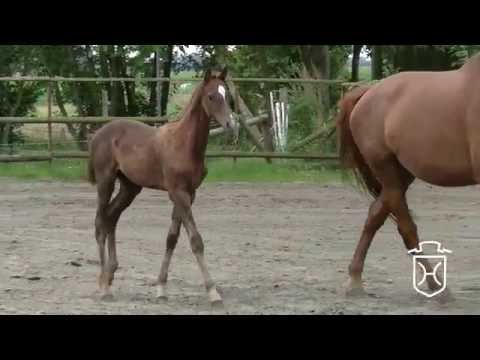 IZ204 Stutfohlen von Casall - Clinsmann - Lordship