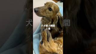犬が喜ぶ瞬間3選 #犬 #いぬ #いぬのきもち #犬との暮らし #愛犬 #犬のいる暮らし #犬のいる生活 #犬好き #犬動画 #犬がいる生活 #いぬのいる生活 VOICEVOX:ずんだもん