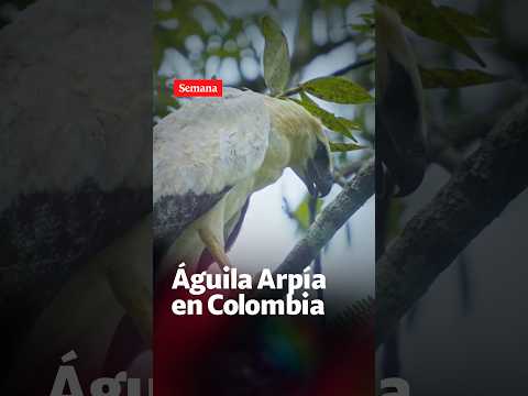 Reserva Natural en Córdoba encontró el nido de una ÁGUILA ARPÍA MENOR