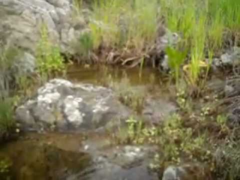 Bombina variegata, Yellow-bellied Toad and tadpoles
