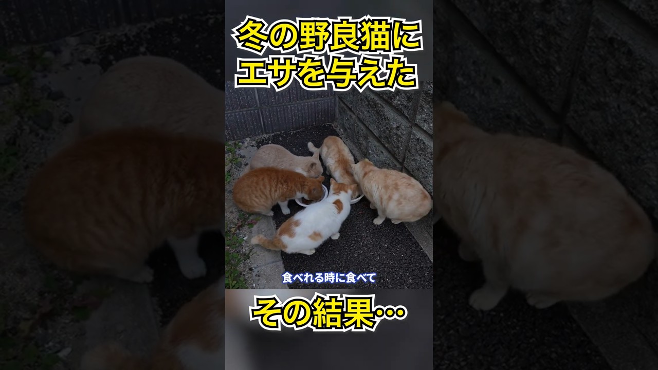 冬の野良猫に餌をあげてみた結果… #shorts