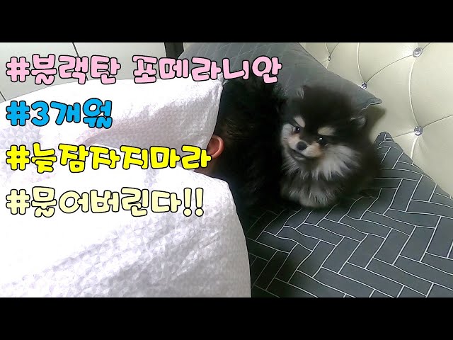 韩国中레나的视频发音