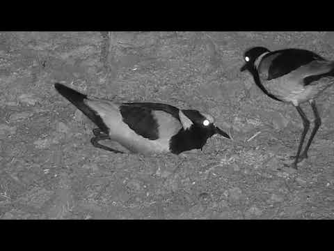 Djuma: Blacksmith Lapwings with three eggs still in nest bowl - 21:24 - 08/03/20