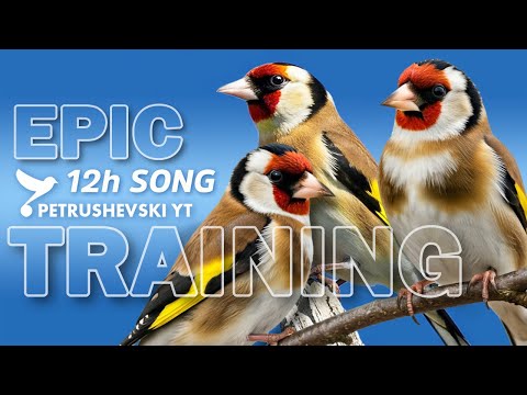 Goldfinch The Best Singing - 12h Training Song (Champion and Professor)
