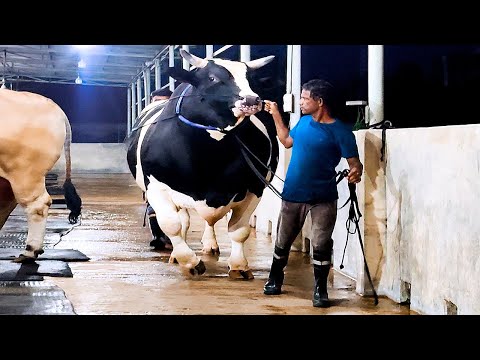 , title : '1200 KG Holstein Friesian bull | Brownie's Ranch'