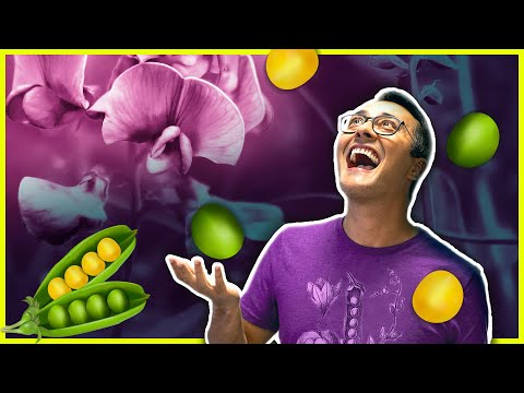 1a Lei de Mendel | Prof. Paulo Jubilut