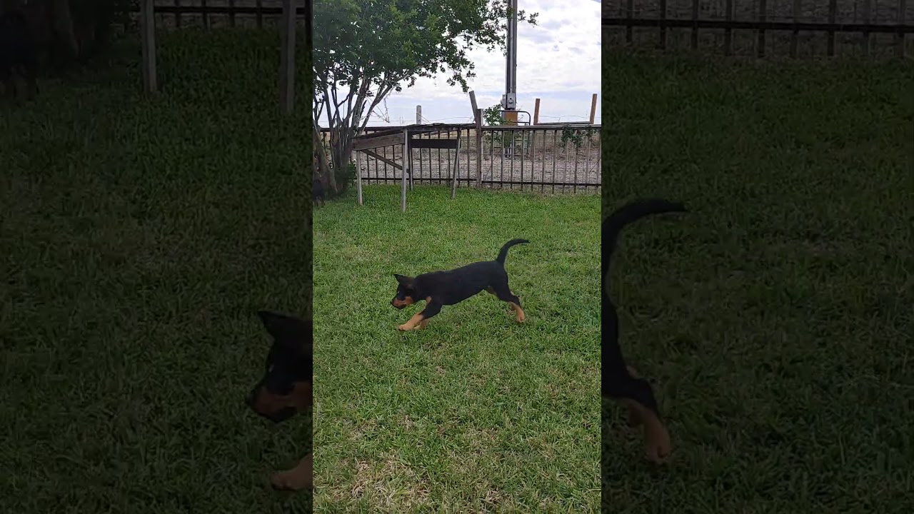 Enlarge Nugget, an adopted mixed breed in Georgetown, TX video 6/6