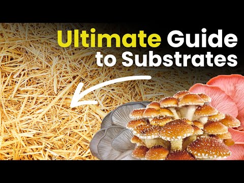 The Ultimate Guide to Mushroom Substrates! What is a Substrate?