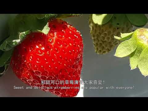 健康種苗量產技術含草莓