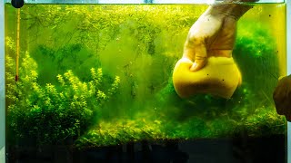 How to Get Rid of Aquarium Algae​ | Causes, Different Types, & Algae Eaters