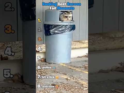 Ranking Best Raccoon Fail Moments