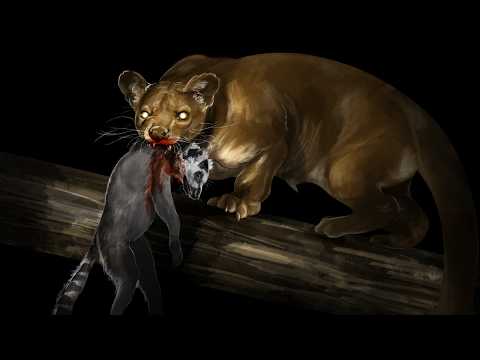 Fossa: The Apex Predator Nobody Knows About