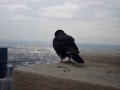 A Day In The Big Apple