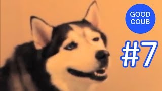 Смеялся от души! Прикольные смешные видео