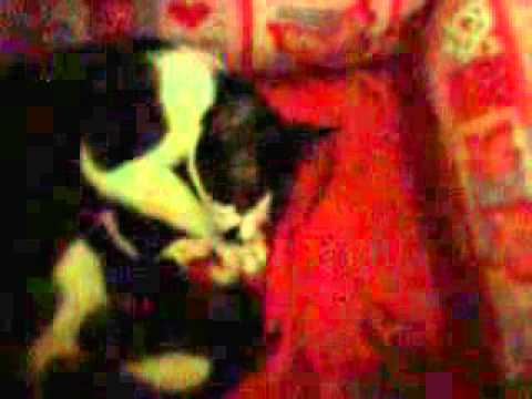 Cópia de NASCIMENTO DO BEBÊS DA DAPHINY