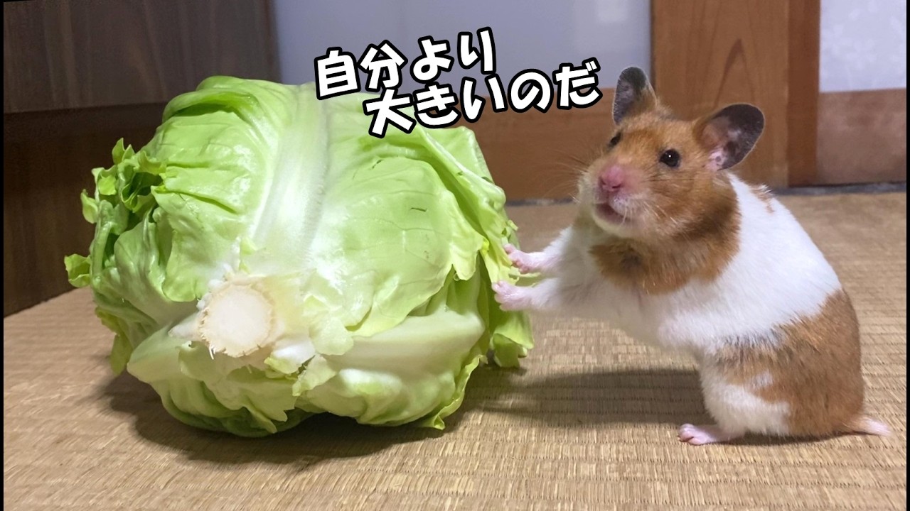 ハムスターに一生分のキャベツを与えたら、丸ごとかじりついて食欲が止まらない