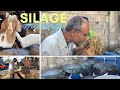 SILAGE MAKING FOR GOATS