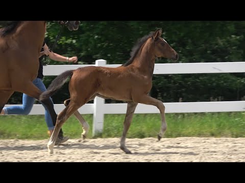 *2021 Stute von Confess Color - Rousseau SOLD!!!