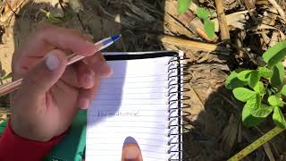 #stand da soja, Cálculo de População de Plantas.