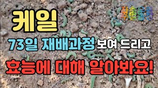 케일재배 73일과정)) 