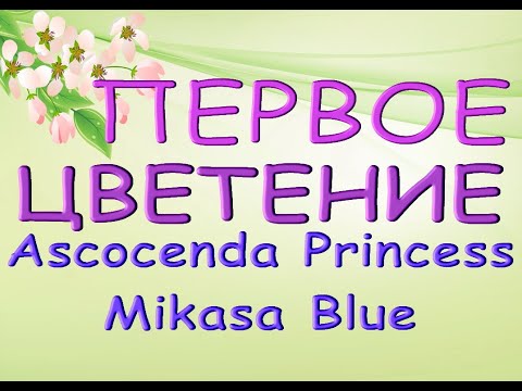 ЗАЦВЕЛА аскоценда "Принцесса МИКАСА БЛУ"!Ascocenda Princess Mikasa Blue.Орхидея ванда,аскоценда.