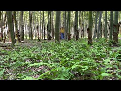 O maior bambuzal do Japão 🇯🇵