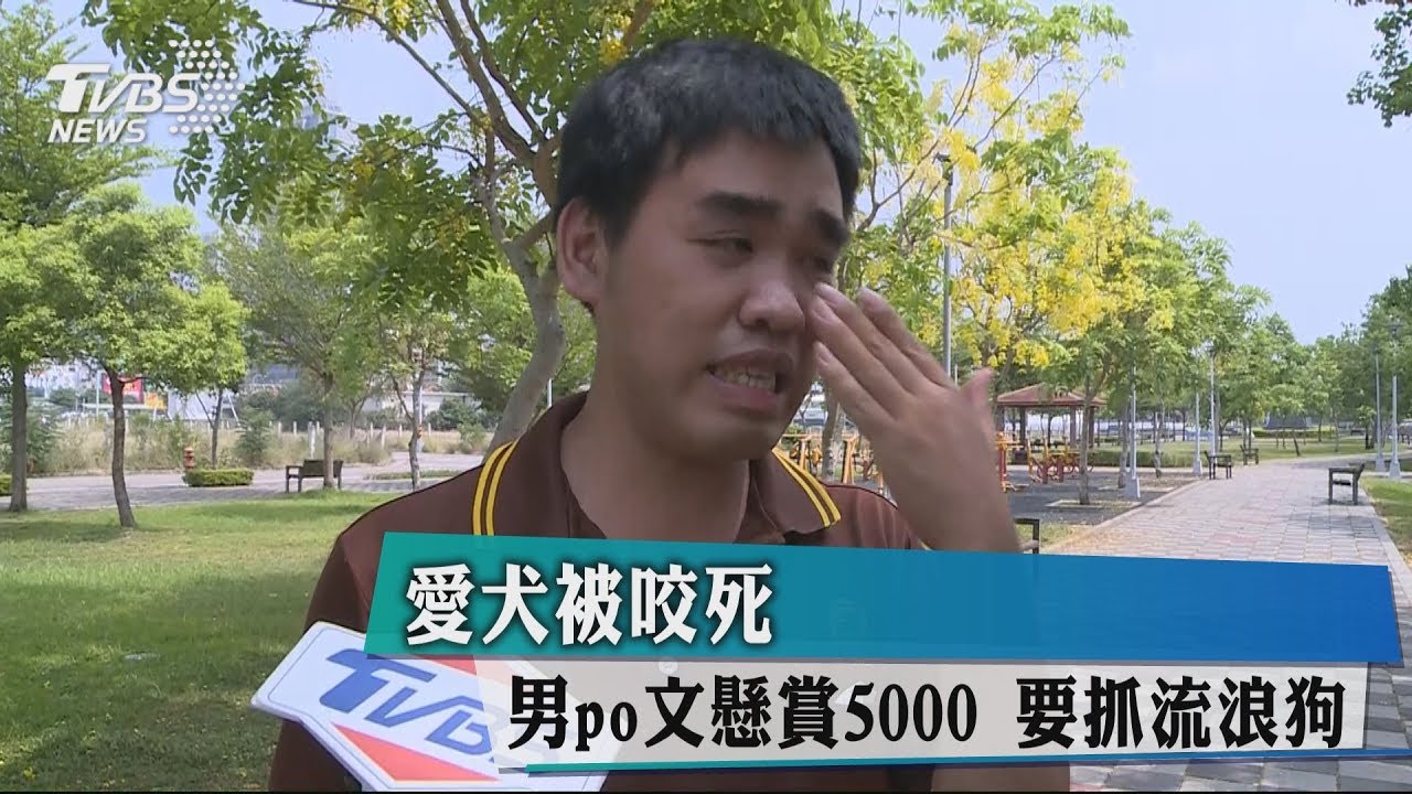 愛犬被咬死！男PO文懸賞5000　要抓流浪狗