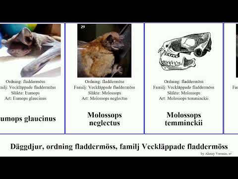 Däggdjur, ordning fladdermöss, familj Veckläppade fladdermöss chaerephon mops mormopterus major