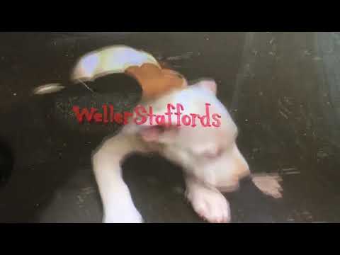 SweetWigglyLovingEnglishStaffy
